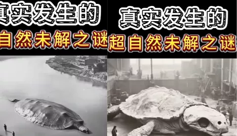黄河巨鳖