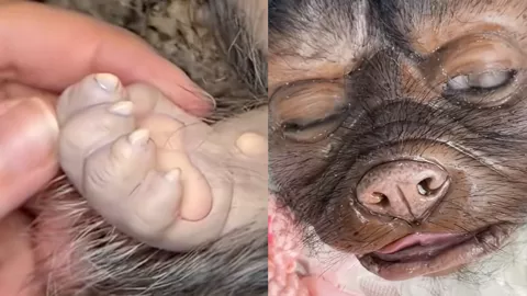 上海猪人