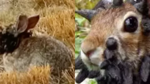 变种怪兔