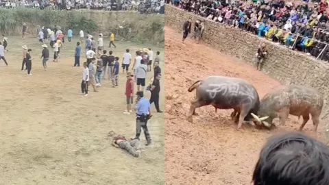 贵州斗牛