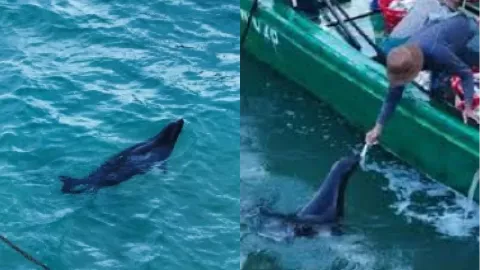 网红海豹阿侬