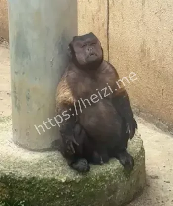 网红猴子