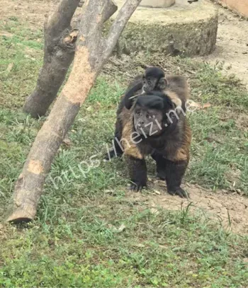 死亡原因公布