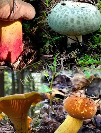 野生菌中毒