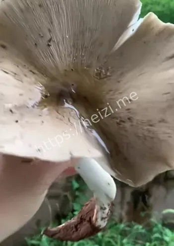 云南美食