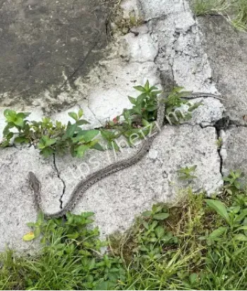 杨洪昌