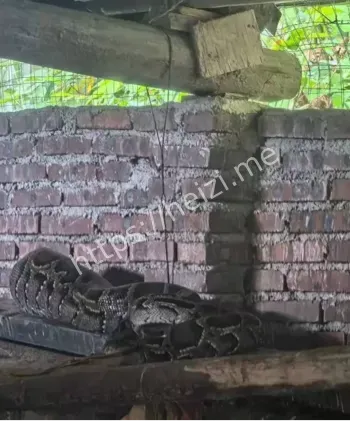 中国第一蛇村