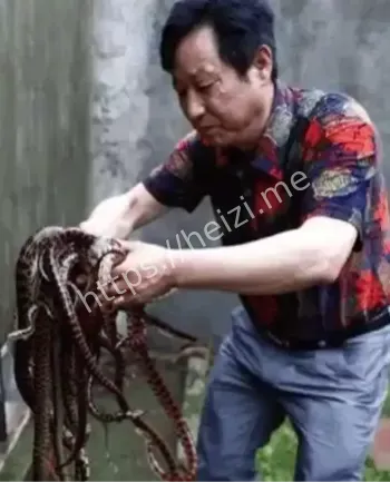 百万毒蛇