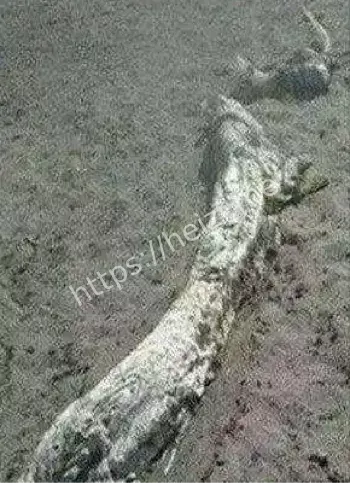 坠龙事件