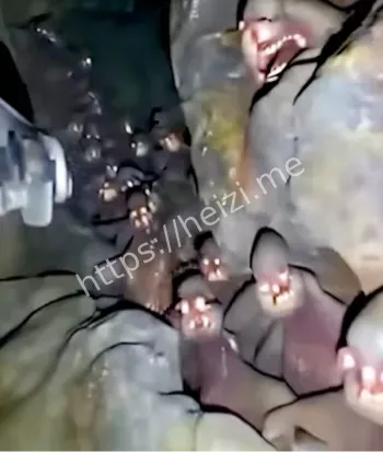 生物
