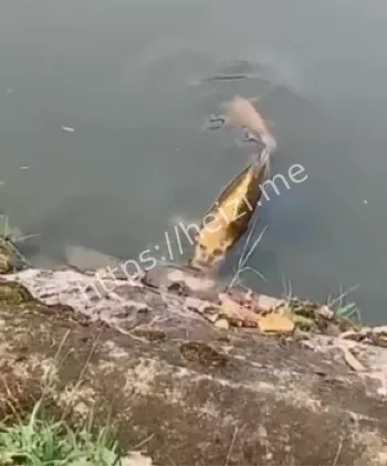 放大效应