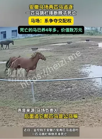 公马跳栏摔颈