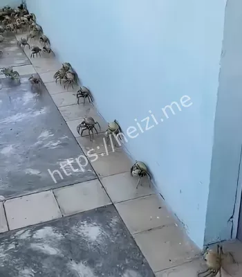 天津七里海