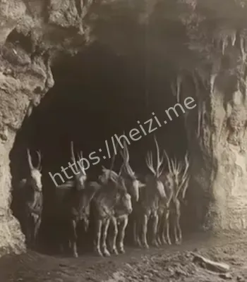 麒麟消亡录