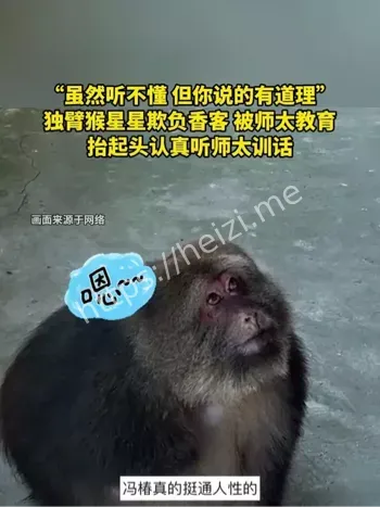 寺庙猴群管理