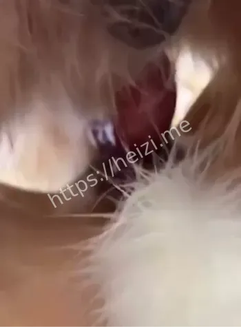 香香公主