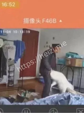 狗子心理阴影基金