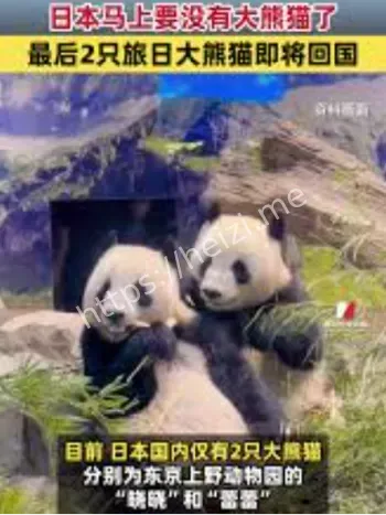 晓晓蕾蕾回国内幕