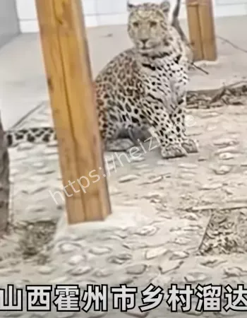 村民家中惊现不速之客