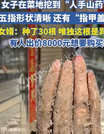 村民挖出手掌山药