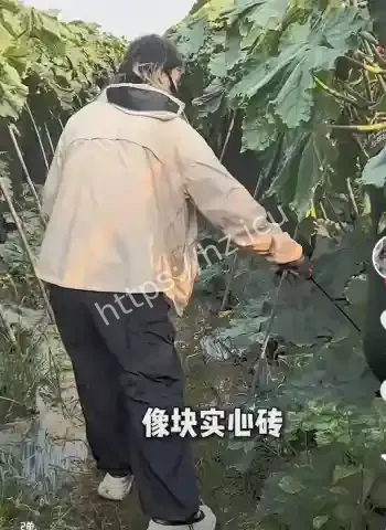 神技月入十几万