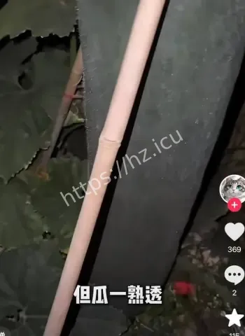 小伙敲冬瓜成网红