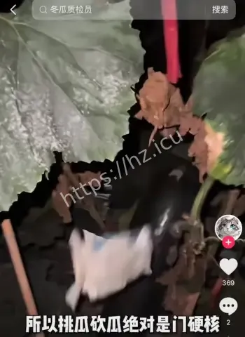 深夜狂敲冬瓜南瓜成网红