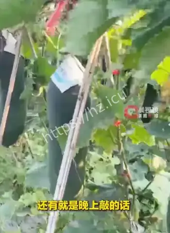 深夜狂敲冬瓜南瓜成网红