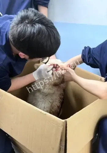 邻居狗满身伤口立案