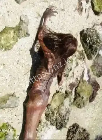 神秘美人鱼真的存在