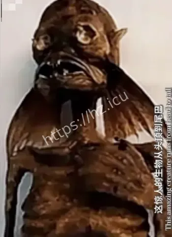 神秘美人鱼存在