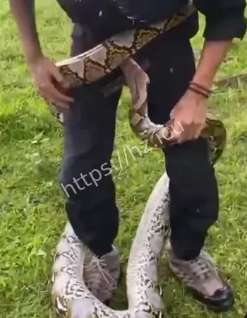 惊险视频流出
