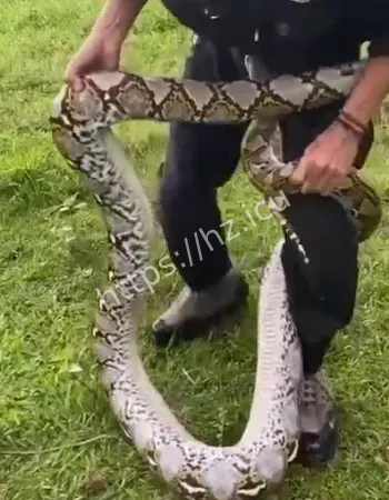 现实版许仙遇险