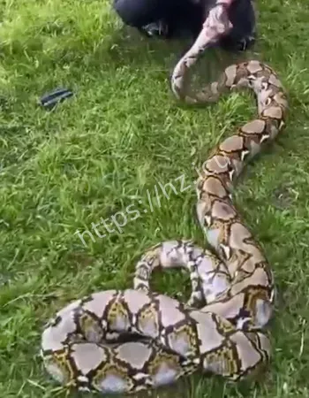 男子命根子