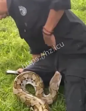 遭蛇咬住不放