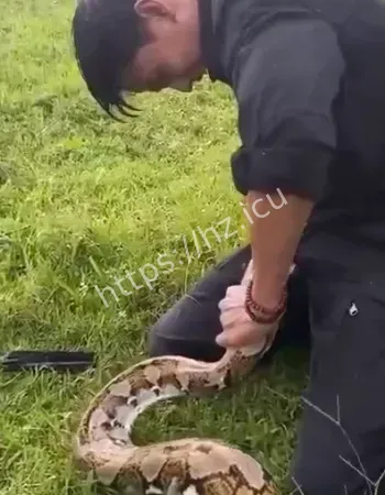 遭蛇咬住不放