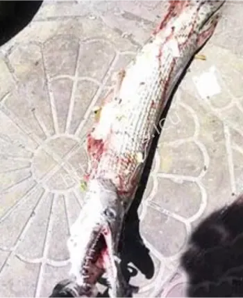 疑似食人鱼现身