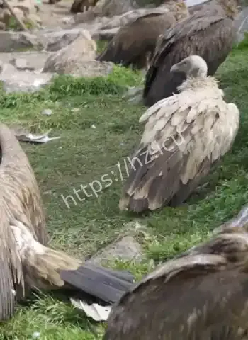 红眼秃鹫狂袭