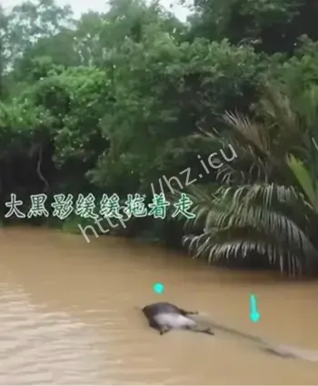 河面离奇黑影目击事件