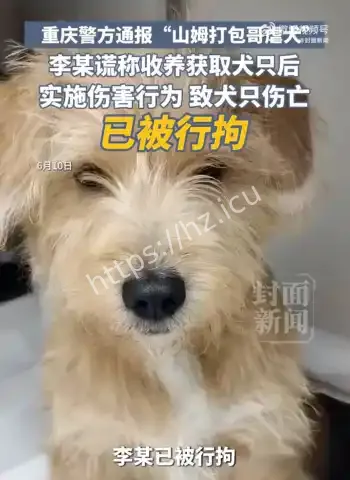 男子虐待领养犬只