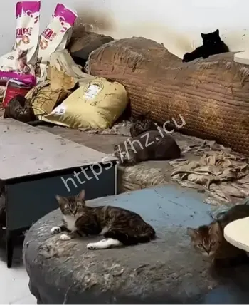 孕妈收留流浪猫