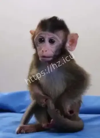 20万一只猴难求