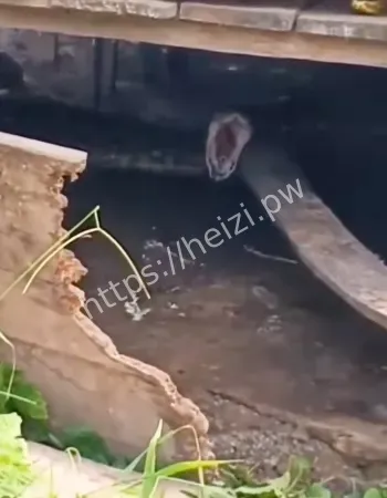 腹部隆起