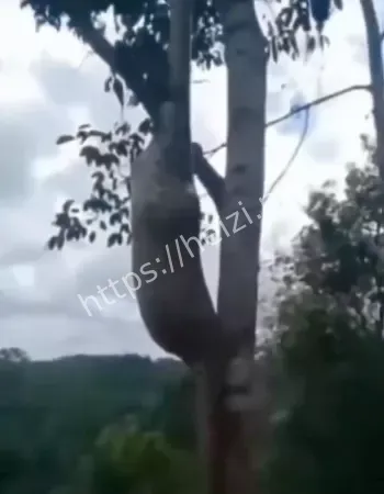 吓傻全网