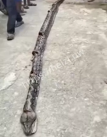 开膛验尸