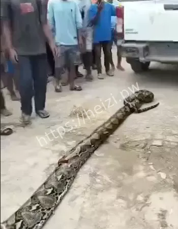 吓傻全网
