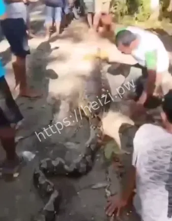 泰国蟒蛇吃人事件