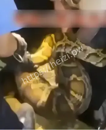 郊野巨蟒闯入农庄捕食