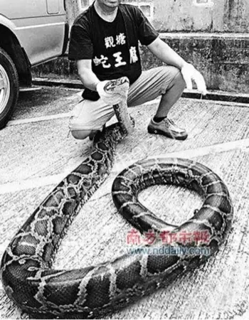 香港保护蟒蛇相关法规