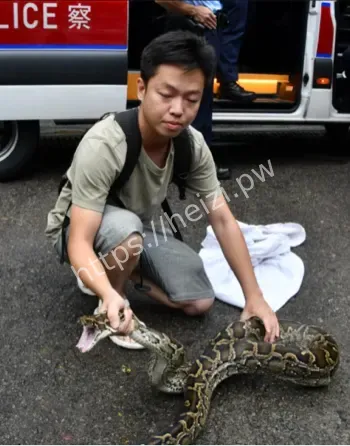 香港西贡三米缅甸蟒吞羊